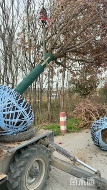 18公分日本晚樱