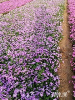 高度20厘米福禄考