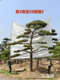 高杆造型黑松