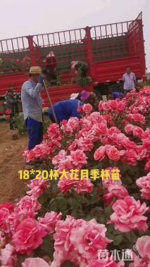 高度100厘米大花月季