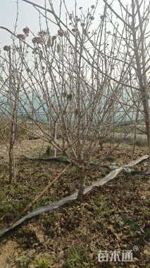 高度150厘米中华木绣球