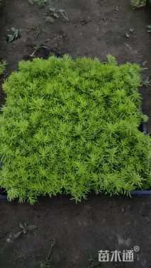 高度10厘米佛甲草