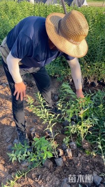 高度60厘米东北连翘