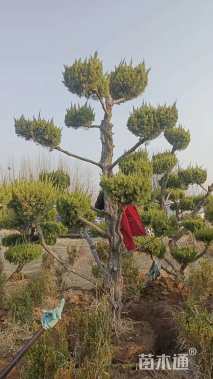 20公分造型龙柏