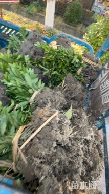 高度30厘米毛鹃