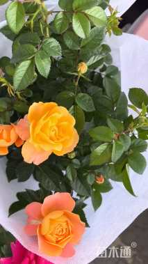 高度35厘米欧洲月季