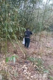 地栽苗金镶玉竹