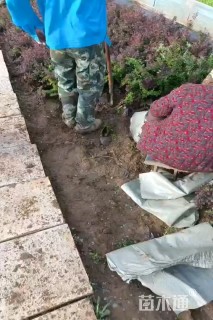 高度50厘米紫叶小檗