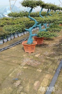 高度250厘米月季