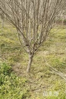 高度280厘米木槿
