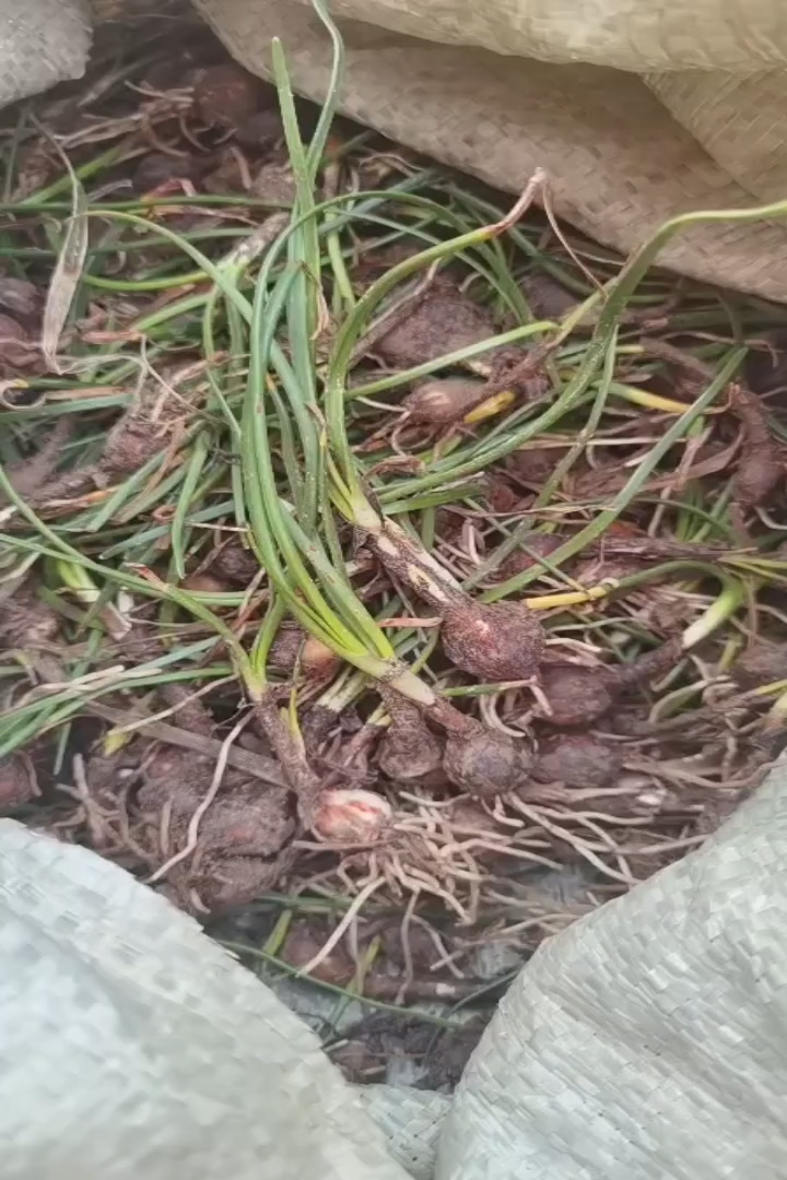 高度25厘米葱兰