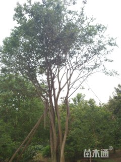 80公分丛生朴树