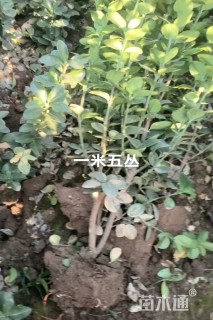 高度150厘米北海道黄杨