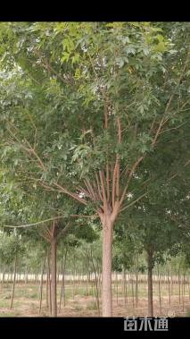 10公分白蜡