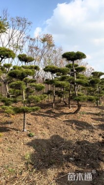 高度350厘米黑松