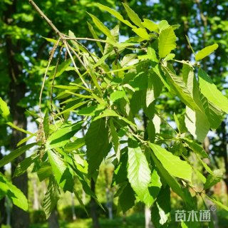 12公分白栎