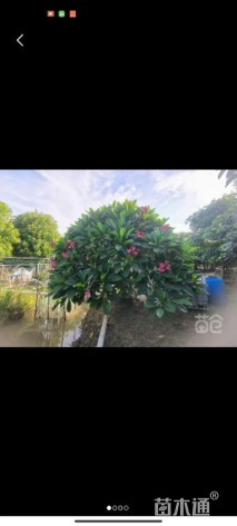5公分鸡蛋花