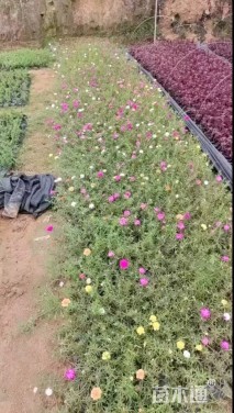 高度15厘米太阳花