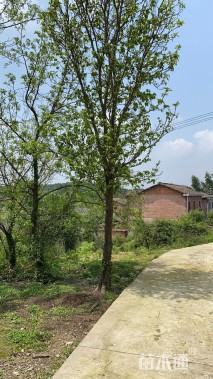 12公分香泡