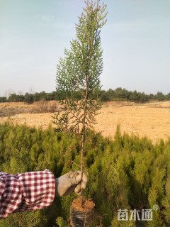 高度20厘米侧柏