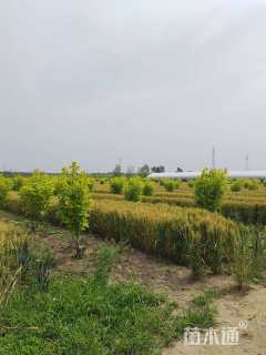 高度5000厘米丛生金叶白蜡