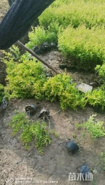 高度30厘米金冠女贞