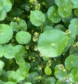 马蹄金种子