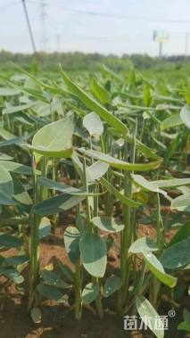 高度50厘米再力花