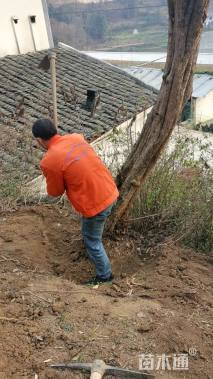 高度350厘米果石榴