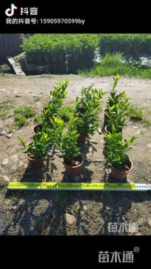 高度25厘米新加坡龙船花