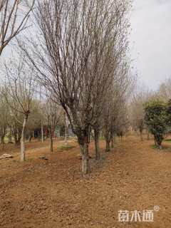 15公分木瓜海棠