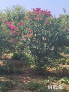 高度300厘米丛生紫薇