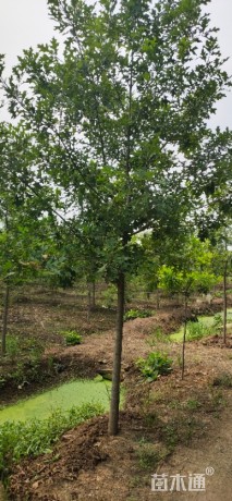 高度100厘米娜塔栎小苗