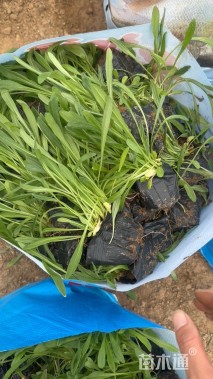 高度15厘米矢车菊