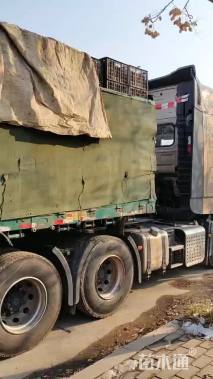 高度60厘米小兔子狼尾草