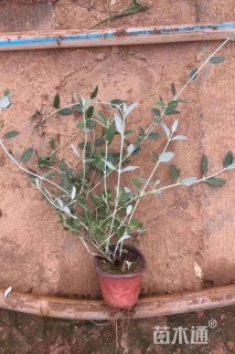 高度30厘米灌从石蚕