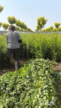 高度50厘米胡枝子