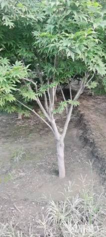 高度700厘米丛生红枫