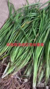 高度25厘米常绿萱草