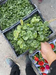 高度20厘米铜钱草