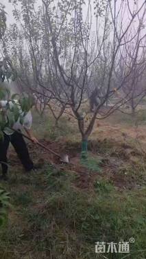 11公分山杏