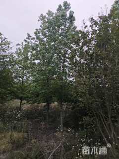 12公分北美枫香