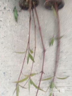 高度50厘米翠芦莉