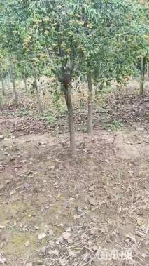 8公分旱柳