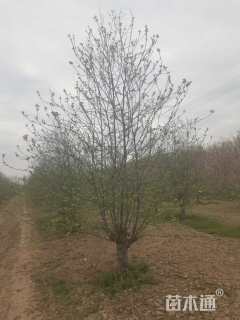 12公分八棱海棠