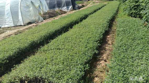 高度15厘米美女樱