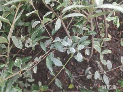 高度40厘米水腊