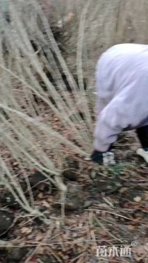 高度155厘米丛生木槿