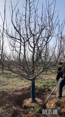 14公分八棱海棠