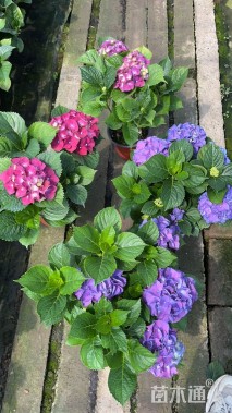 高度25厘米绣球